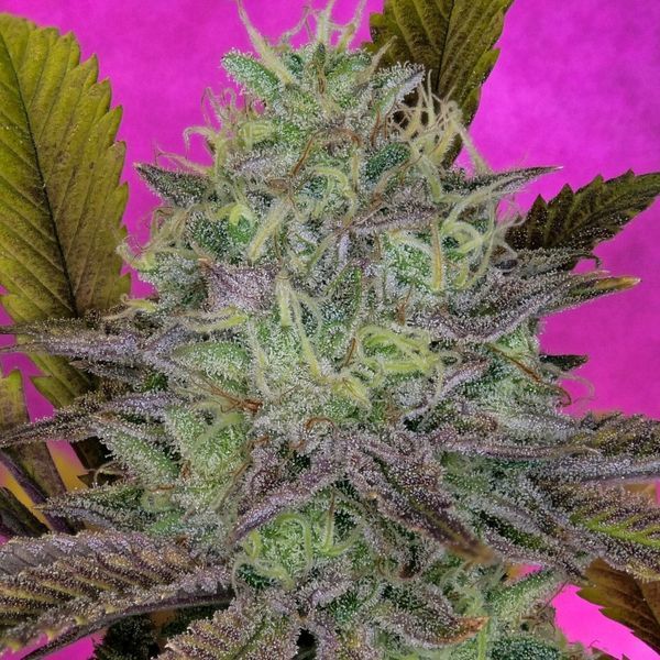 King's Banner (Pure Instinto) feminizowane