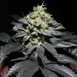 Peanut Butter Cookies (Pure Instinto) feminizowane