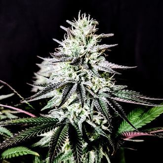 Pure Ice-Cream (Pure Instinto) feminizowane