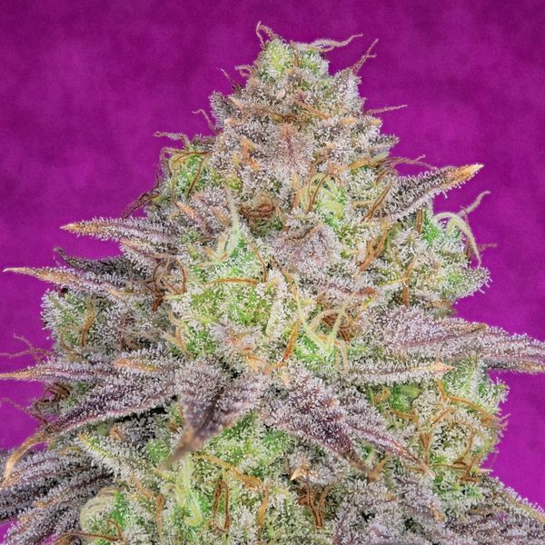 Shiskaberry (Pure Instinto) feminizowane