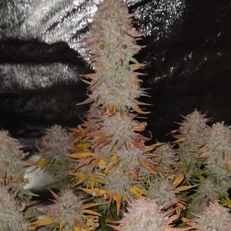 Sticky Gorilla 4 (Pure Instinto) feminizowane