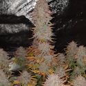 Sticky Gorilla 4 (Pure Instinto) feminizowane