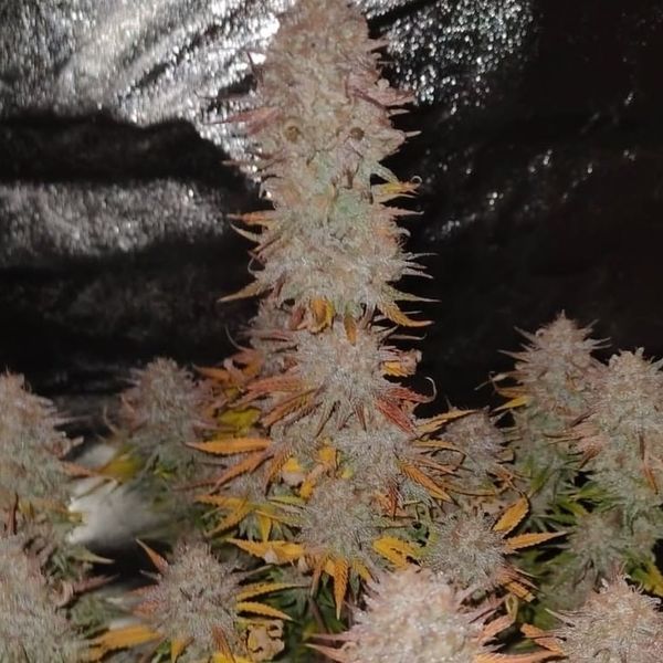 Sticky Gorilla 4 (Pure Instinto) feminizowane
