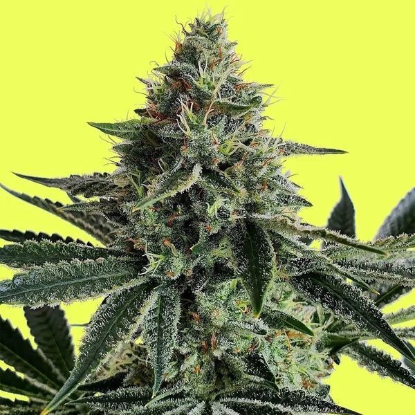 Lemon Storm (Pure Instinto) feminizowane