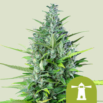 Royal Haze Automat (Royal Queen Seeds) feminizowane