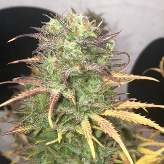 Girl Scout Kush Automat (Pure Instinto) feminizowane