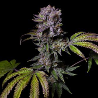 Aca-Dos Delight (Pure Instinto) feminizowane