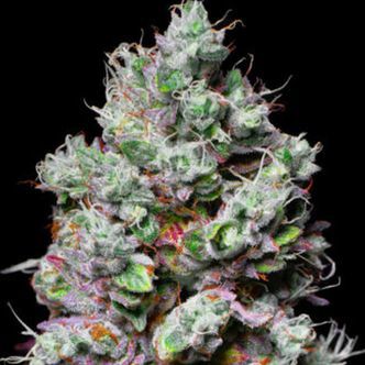 Mochi (Pure Instinto) feminizowane