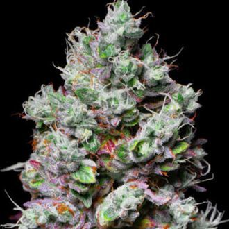 Mochi (Pure Instinto) feminizowane