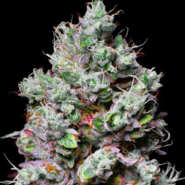 Mochi (Pure Instinto) feminizowane