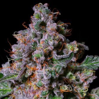 La Macedonia (Pure Instinto) feminizowana