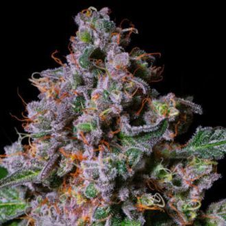 La Macedonia (Pure Instinto) feminizowane