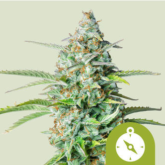 Northern Light Automat (Royal Queen Seeds) feminizowane