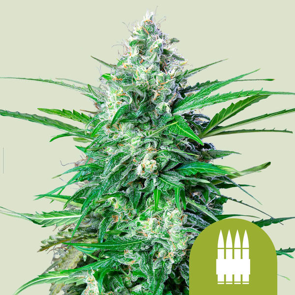 Royal AK Automat (Royal Queen Seeds) feminizowane