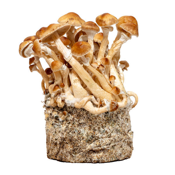 Strzykawka z płynną kulturą Cambodia (Acid Shroomz)