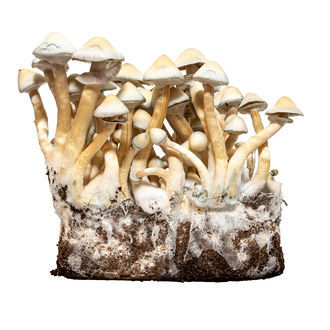 Strzykawka z płynną kulturą Albino A+ (Acid Shroomz)