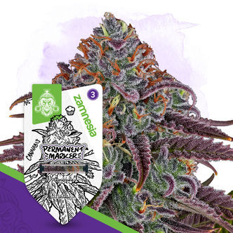 Permanent Marker (Zamnesia Seeds) feminizowane