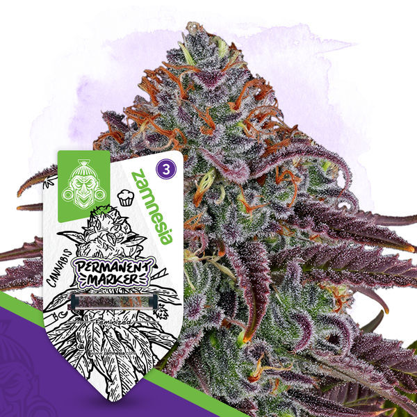Permanent Marker (Zamnesia Seeds) feminizowane