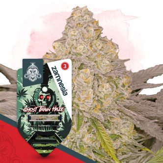 Ghost Train Haze Auto (Zamnesia Seeds) feminizowane
