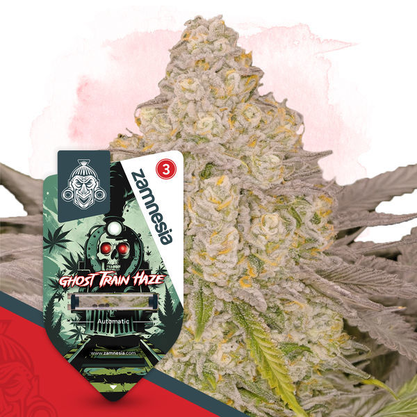 Ghost Train Haze Automat (Zamnesia Seeds) feminizowane