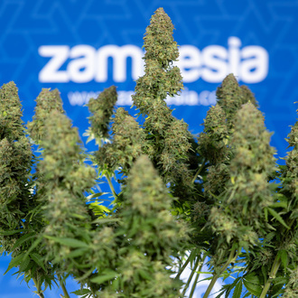 Ghost Train Haze Automat (Zamnesia Seeds) feminizowane