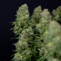 Ghost Train Haze Automat (Zamnesia Seeds) feminizowane
