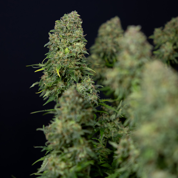 Ghost Train Haze Automat (Zamnesia Seeds) feminizowane