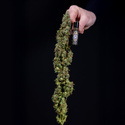 Ghost Train Haze Automat (Zamnesia Seeds) feminizowane