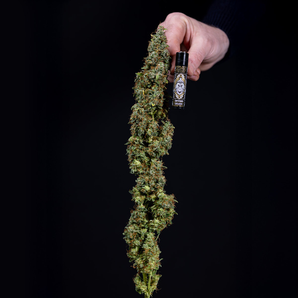 Ghost Train Haze Automat (Zamnesia Seeds) feminizowane