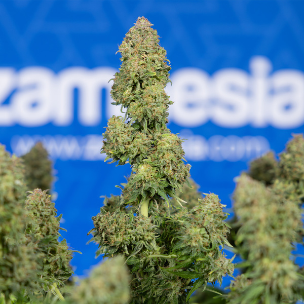 Ghost Train Haze Automat (Zamnesia Seeds) feminizowane
