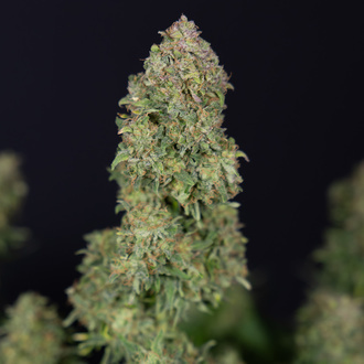 Ghost Train Haze Automat (Zamnesia Seeds) feminizowane