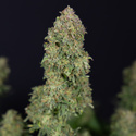 Ghost Train Haze Automat (Zamnesia Seeds) feminizowane