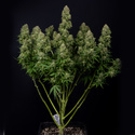 Ghost Train Haze Automat (Zamnesia Seeds) feminizowane