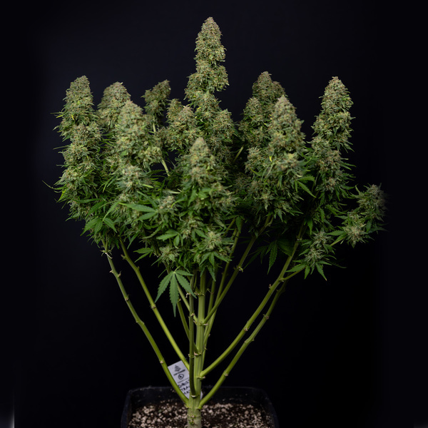 Ghost Train Haze Automat (Zamnesia Seeds) feminizowane