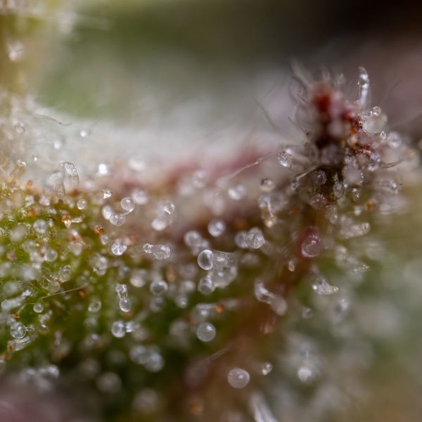 Ghost Train Haze Automat (Zamnesia Seeds) feminizowane