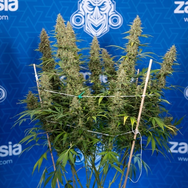 Ghost Train Haze Automat (Zamnesia Seeds) feminizowane