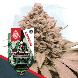 Ghost Train Haze (Zamnesia Seeds) feminizowane
