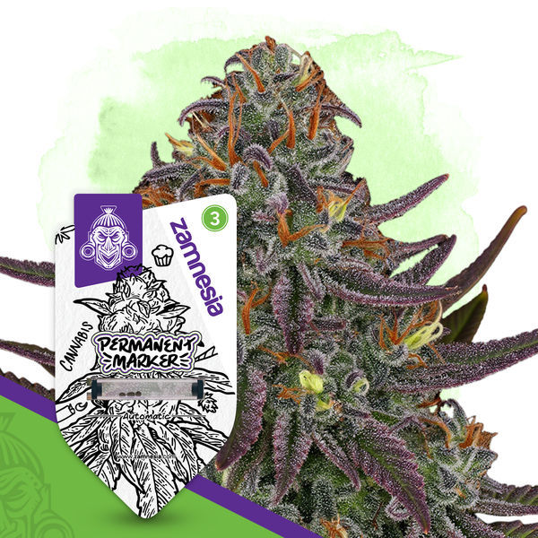 Permanent Marker Automat (Zamnesia Seeds)