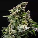 Cafe Racer Automat (Blimburn Seeds) feminizowane