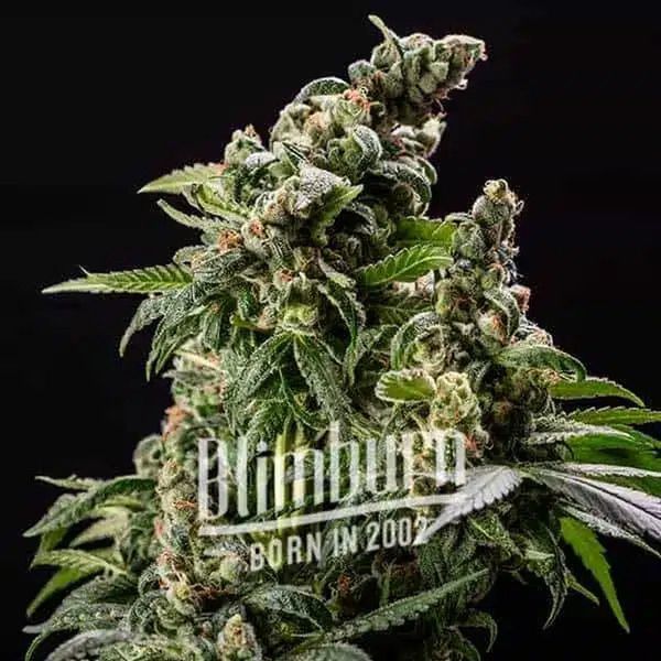 Cafe Racer Automat (Blimburn Seeds) feminizowane