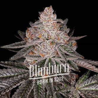 Apple Fritter Automat (Blimburn Seeds) feminizowane