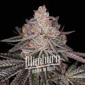 Apple Fritter Automat (Blimburn Seeds) feminizowane