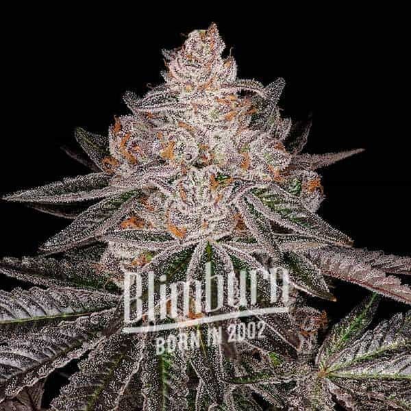 Apple Fritter Automat (Blimburn Seeds) feminizowane