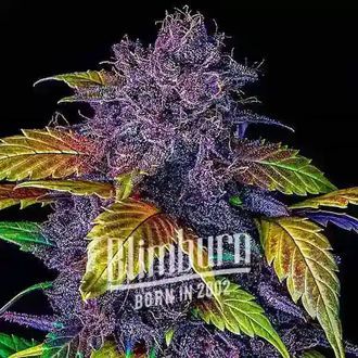 Purple Lemonade Automat (Blimburn Seeds) feminizowane