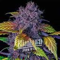 Purple Lemonade Automat (Blimburn Seeds) feminizowane