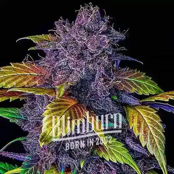 Purple Lemonade Automat (Blimburn Seeds) feminizowane
