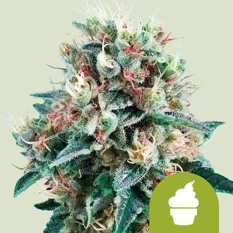 Royal Creamatic (Royal Queen Seeds) nasiona marihuany feminizowane