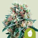 Royal Creamatic (Royal Queen Seeds) nasiona marihuany feminizowane