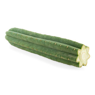 7-żebrowy San Pedro (Echinopsis pachanoi)