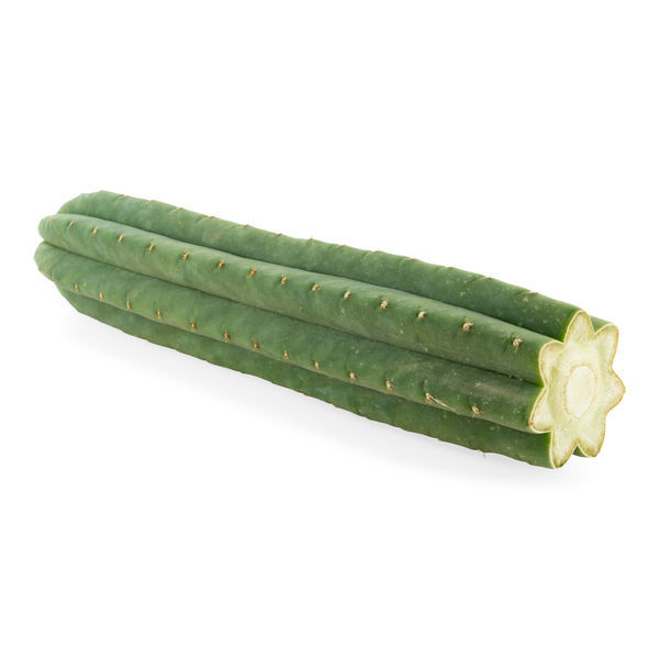 7-żebrowy San Pedro (Echinopsis pachanoi)